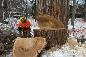 man in orange jacket removing tree
