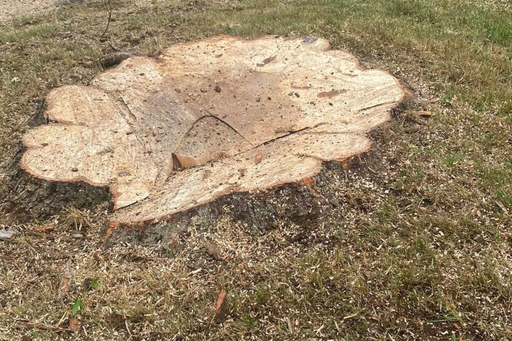 maple cut to ground