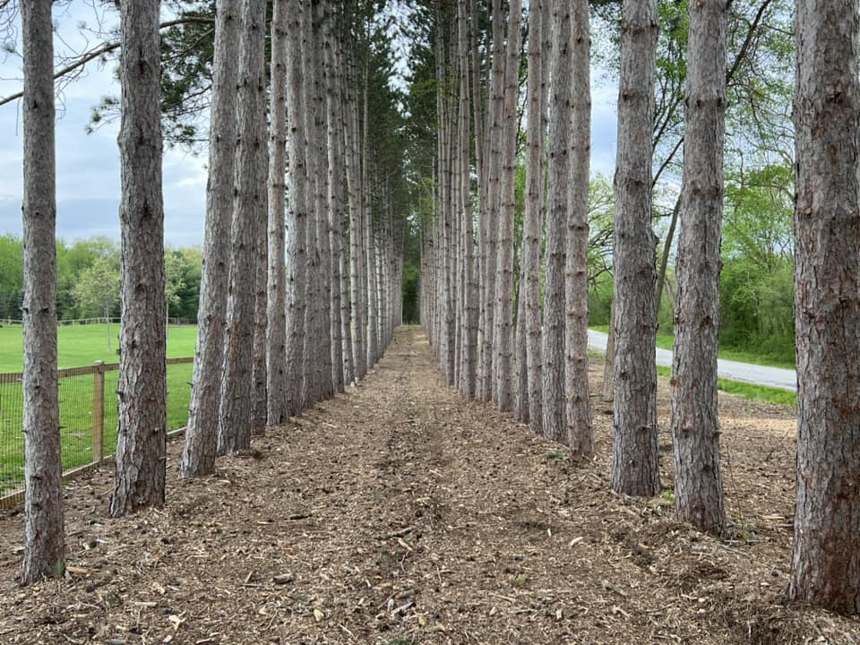 Family Tree performs lot clearing services for local customer