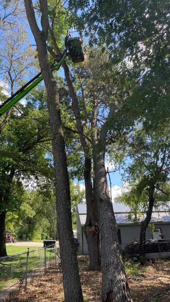 Professional tree trimming in progress with a bucket lift removing branches from large trees next to a residential building.