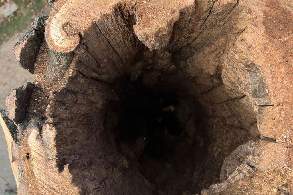 dead tree rotting through trunk