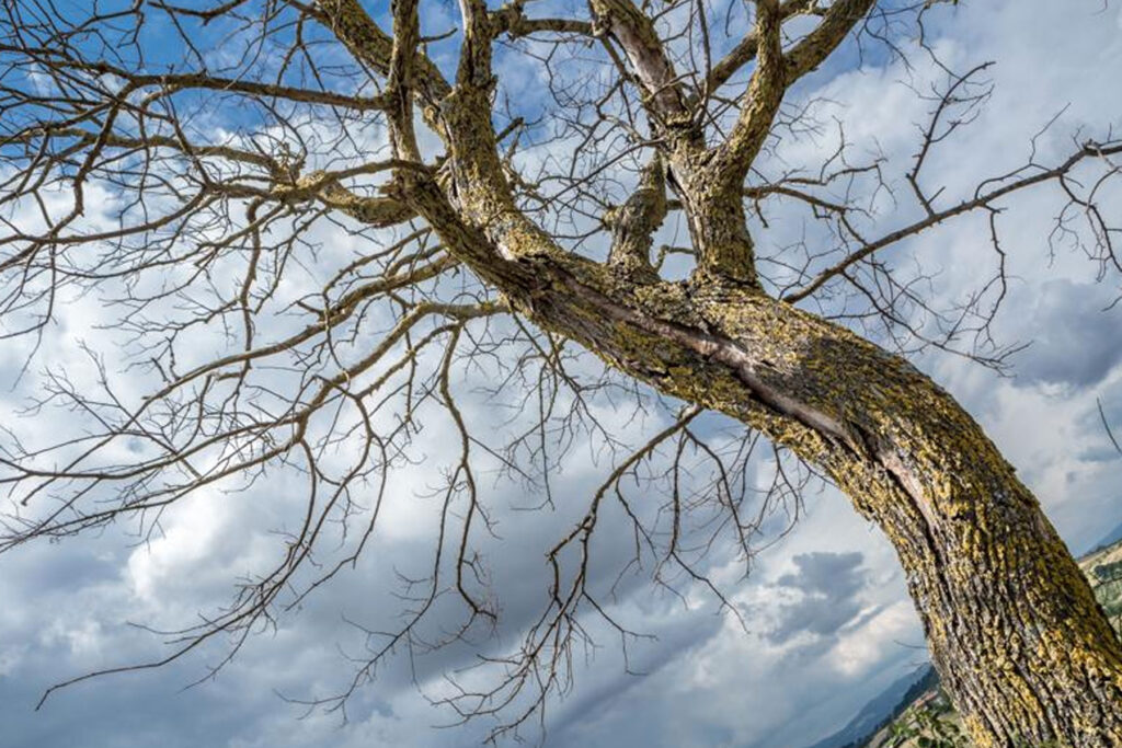 Leaniing tree