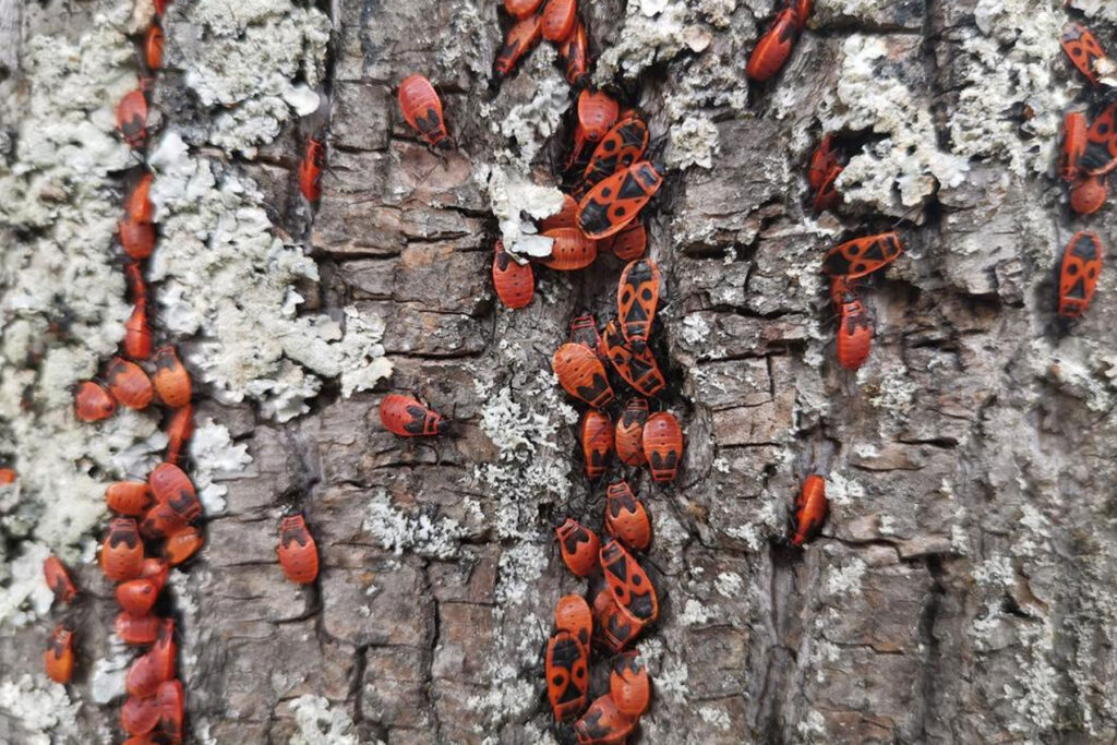 Tree taken over by pest investation