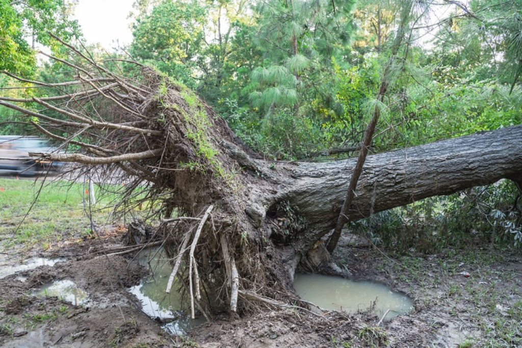 root damage