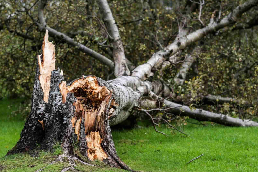 storm damaged tree